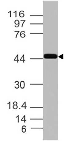 Polyclonal Antibody to Inhibin