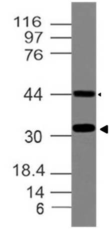 Polyclonal Antibody to SOX2