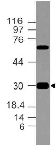 Polyclonal Antibody to CLIP