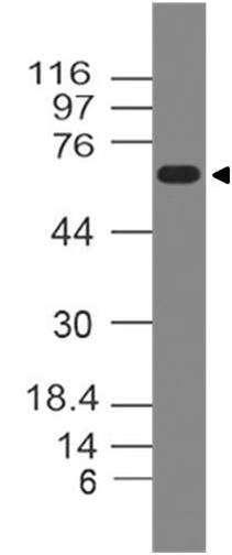 Polyclonal Antibody to  GAD65