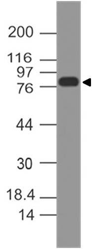 Polyclonal Antibody to  MCM7