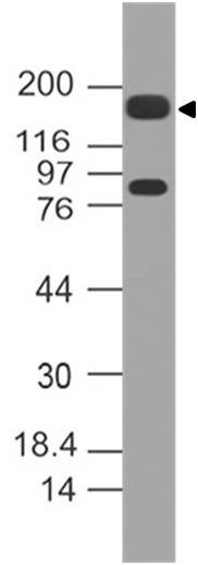 Polyclonal Antibody to  MUC4