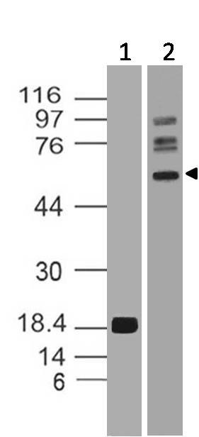 Polyclonal Antibody to  SMAD4