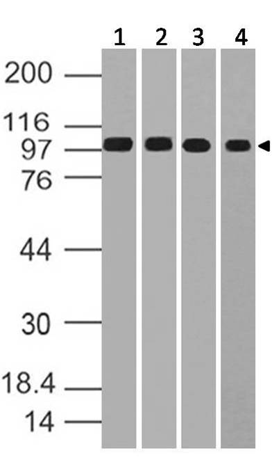 Polyclonal Antibody to MSH2