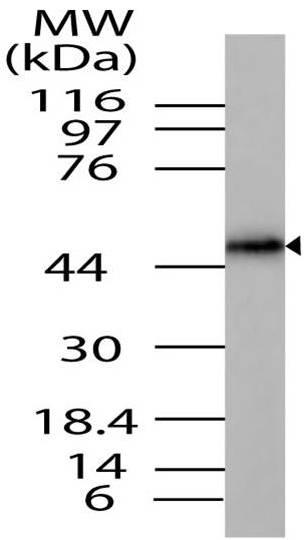 Polyclonal Antibody to RUNX2