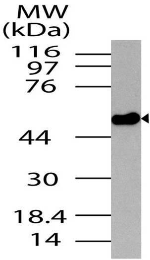 Polyclonal Antibody to Neurotensin receptor 2