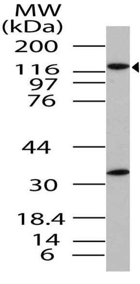 Polyclonal Antibody to Importin-8