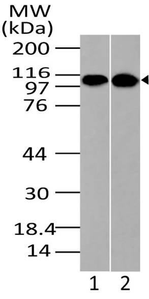 Polyclonal Antibody to Importin-9