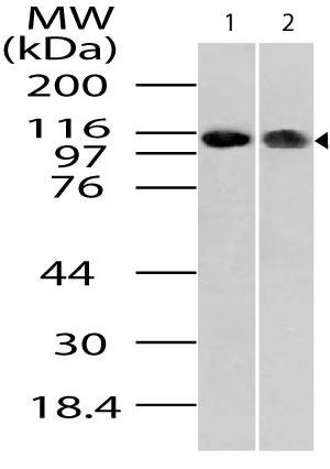 Polyclonal Antibody to Importin-9 (Ran-binding protein 9)