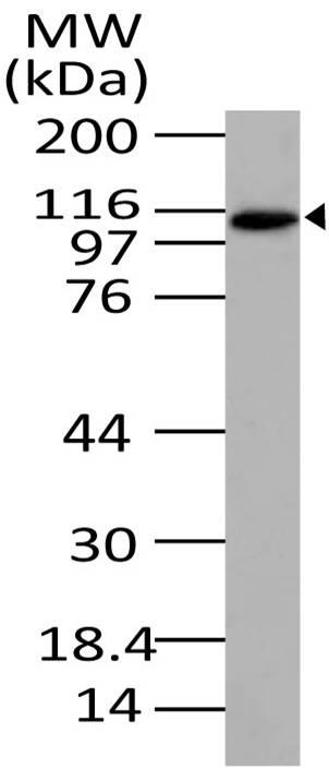 Polyclonal Antibody to Exportin-4