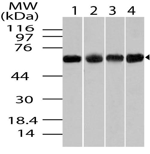 Polyclonal Antibody to Chaperonin