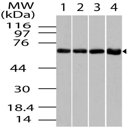 Polyclonal Antibody to Chaperonin