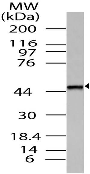 Polyclonal Antibody to TRH-R