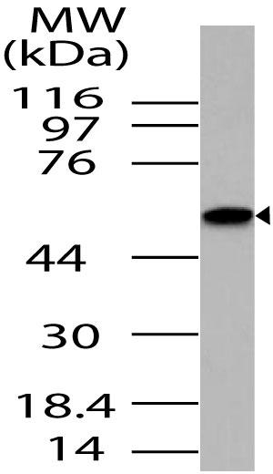 Polyclonal Antibody to SAPK interacting protein 1/Mip1