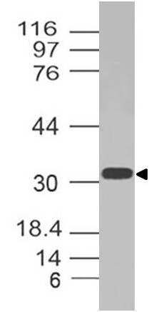 Polyclonal Antibody to GPR35