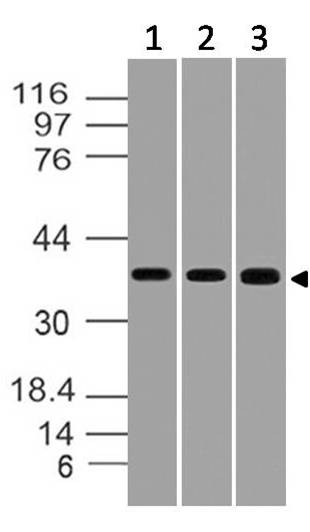 Polyclonal Antibody to STRAP