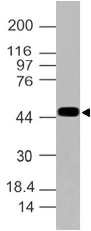 Polyclonal Antibody to eIF4A2