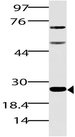 Polyclonal Antibody to Spi-B