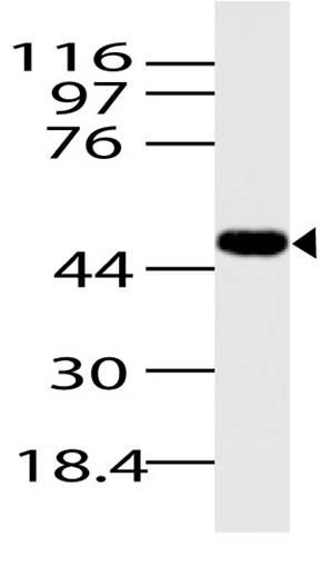 Polyclonal Antibody to Beta-arrestin 1