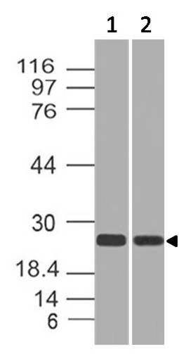 Polyclonal Antibody to RAP2A