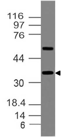 Polyclonal Antibody to Mafa