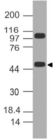 Polyclonal Antibody to KLF10