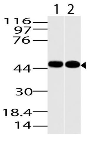 Polyclonal Antibody to KLF15