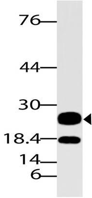 Polyclonal Antibody to Neurog 3/Ngn 3