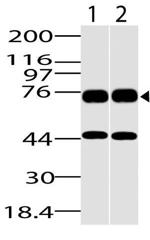 Polyclonal Antibody to DDX18