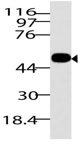 Polyclonal Antibody to RuvB-like 1