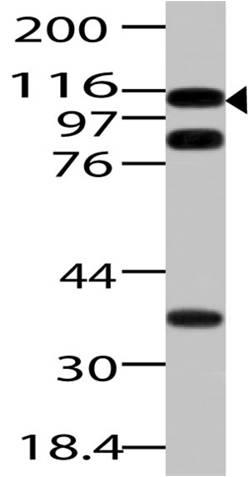 Polyclonal Antibody to Importin 7