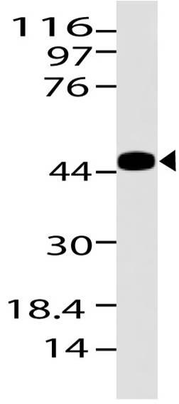 Polyclonal Antibody to S1PR1