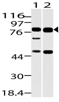 Polyclonal Antibody to Dach1