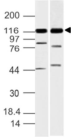 Polyclonal Antibody to Grb2-associated binder 1