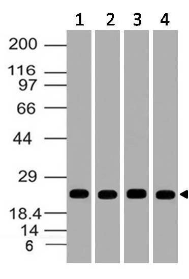 Polyclonal Antibody to Uch-L1