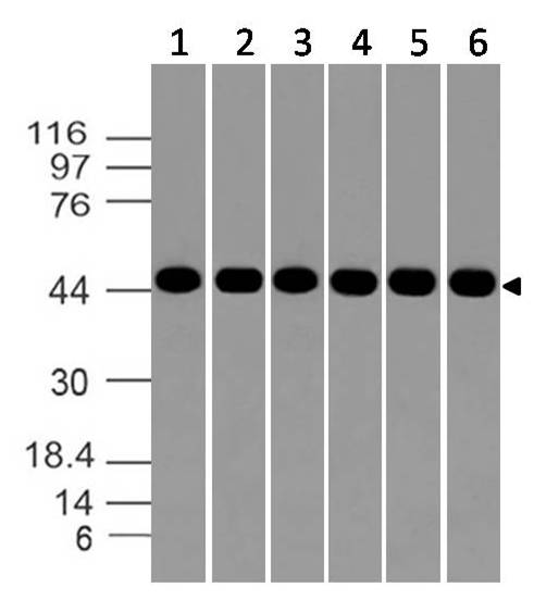 Polyclonal Antibody to Aurora kinase-A