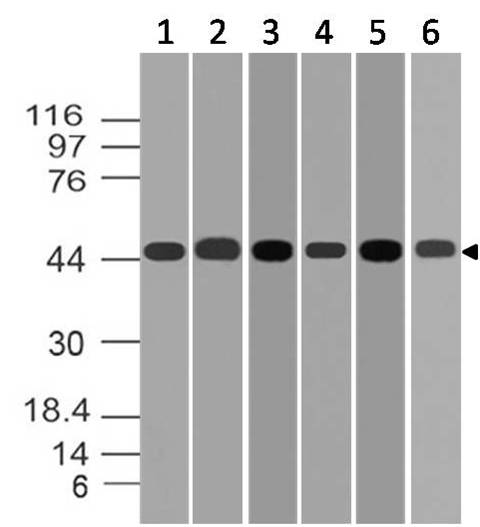 Polyclonal Antibody to MEK2