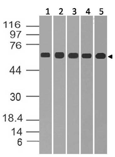 Polyclonal Antibody to GAD67