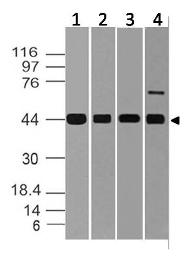 Polyclonal Antibody to ERK1/ MAPK3