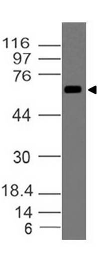 Polyclonal Antibody to DUSP8