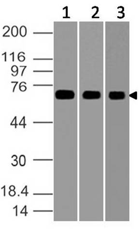 Polyclonal Antibody to GRP78