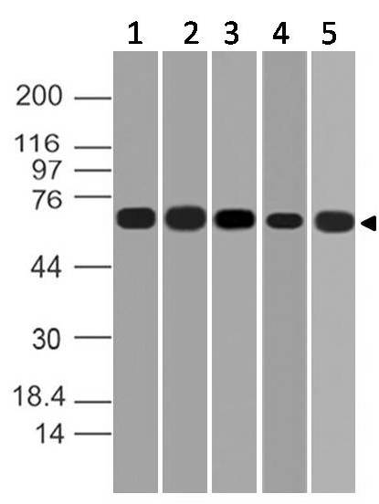 Polyclonal antibody to CNOT4