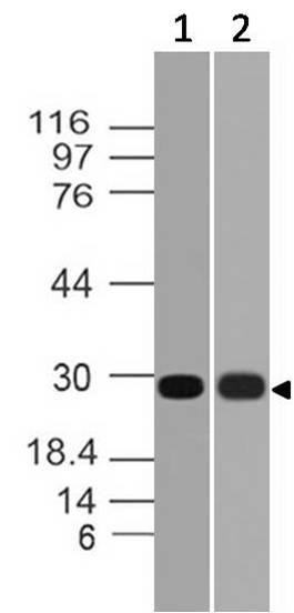 Polyclonal antibody to Latexin