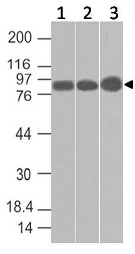 Polyclonal Antibody to CENTB2