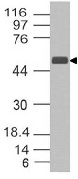 Polyclonal Antibody to RISC