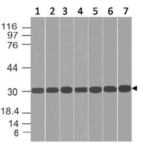 Polyclonal Antibody to HES2