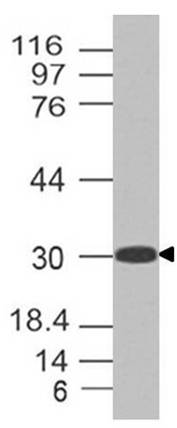 Polyclonal Antibody to m Kit ligand