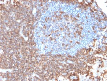 Anti-CD43 (T-Cell Marker) Recombinant Mouse Monoclonal Antibody (Clone:rSPN/839)