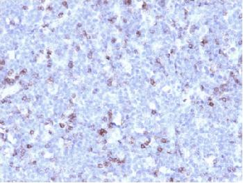 Anti-CD43 (T-Cell Marker) Recombinant Mouse Monoclonal Antibody (Clone:rSPN/1094)