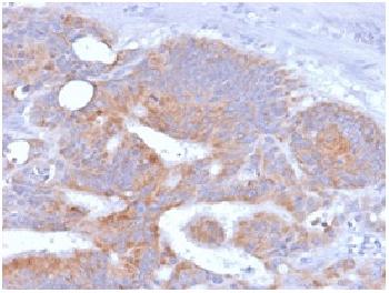 Anti-CD86 (Dendritic Cells Maturation Marker) Recombinant Mouse Monoclonal Antibody (Clone:rC86/1146)